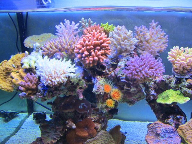 珊瑚礁レイアウト約35×45