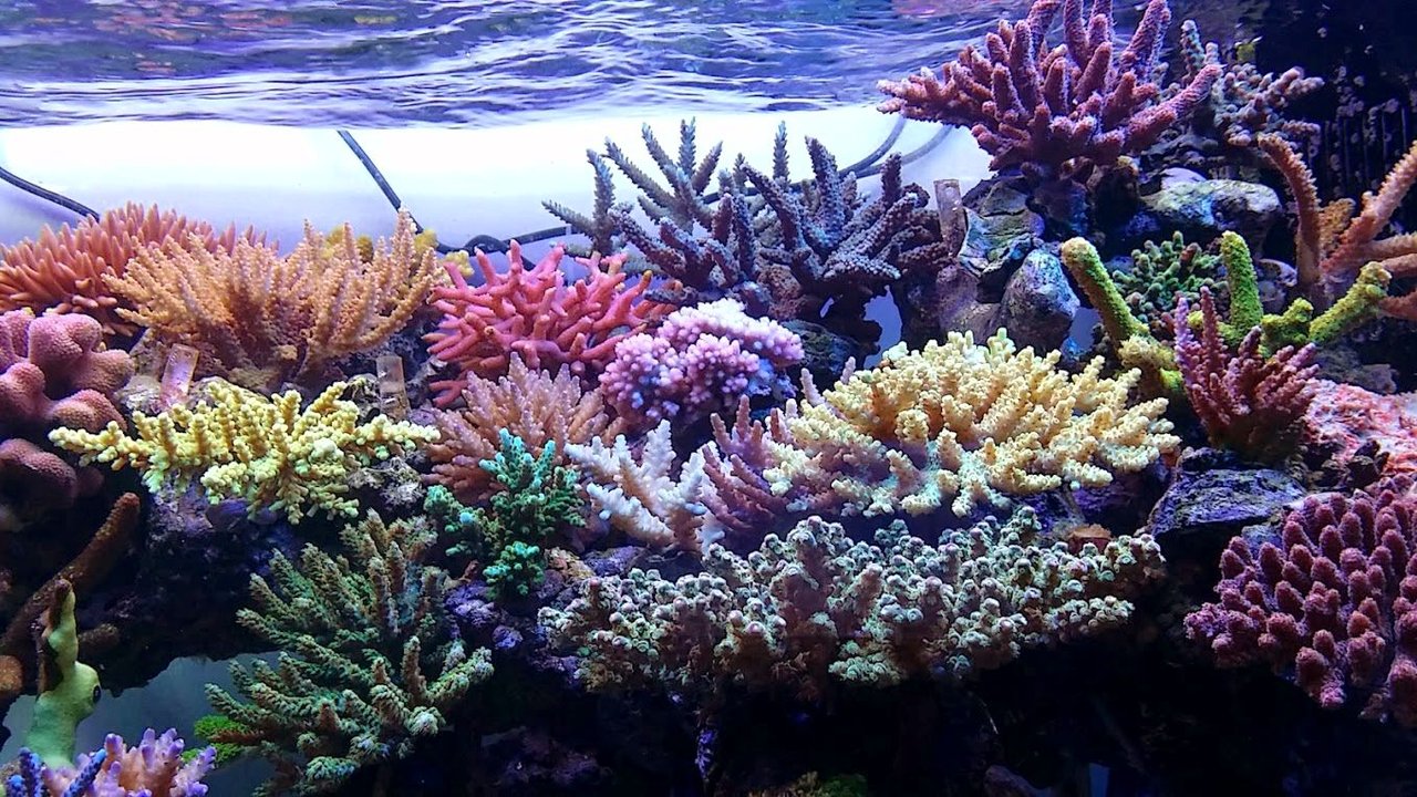 新水槽～♪ : べっぴん珊瑚