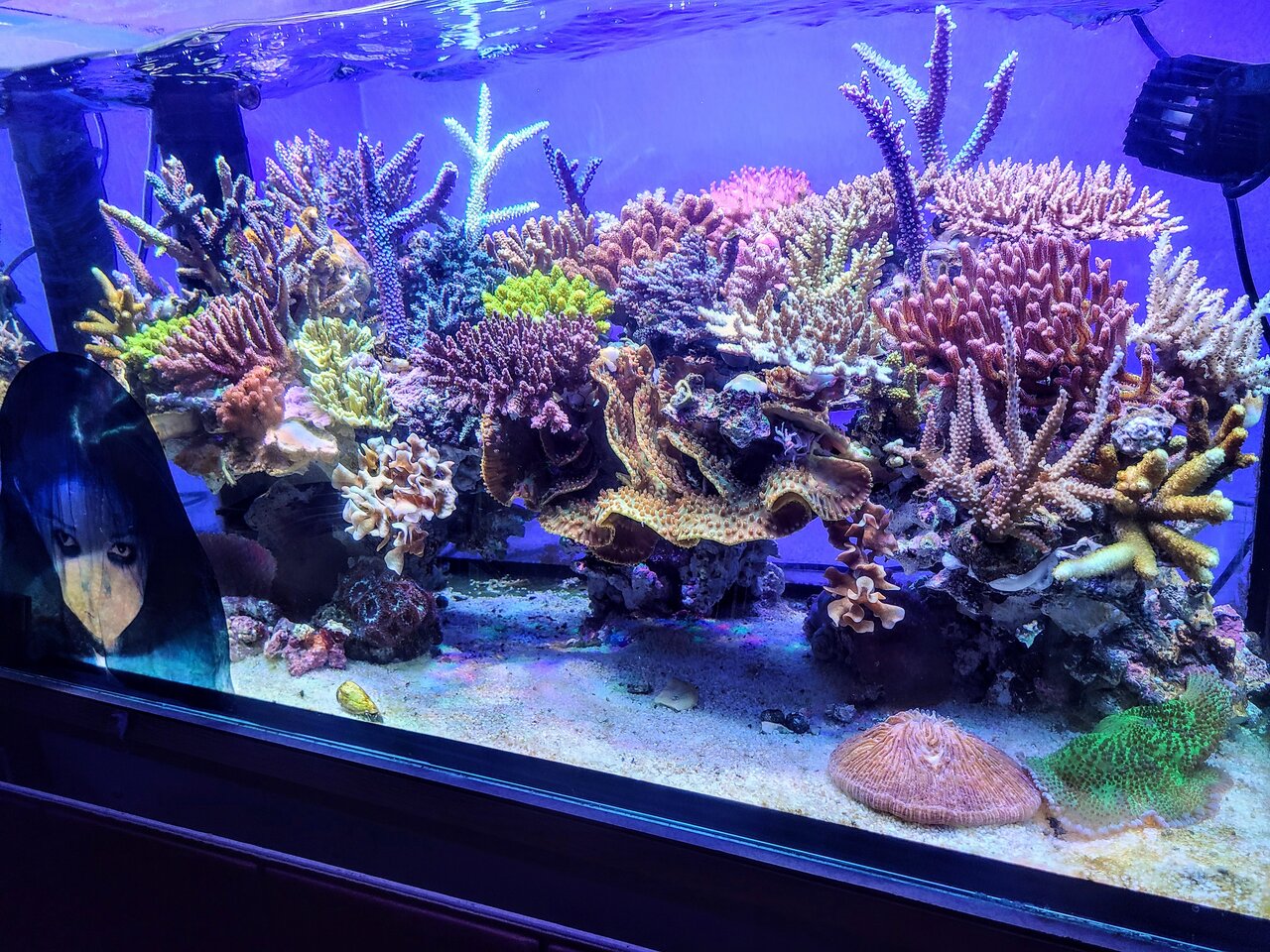 スポンジ嫌気のゼニナイヨsystemとは : べっぴん珊瑚