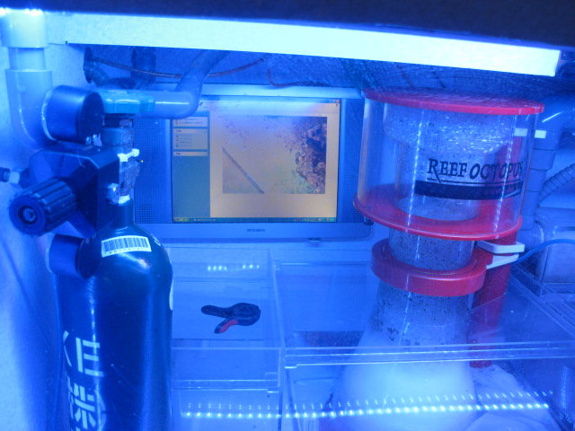 お勧めのスキマー！？ : べっぴん珊瑚