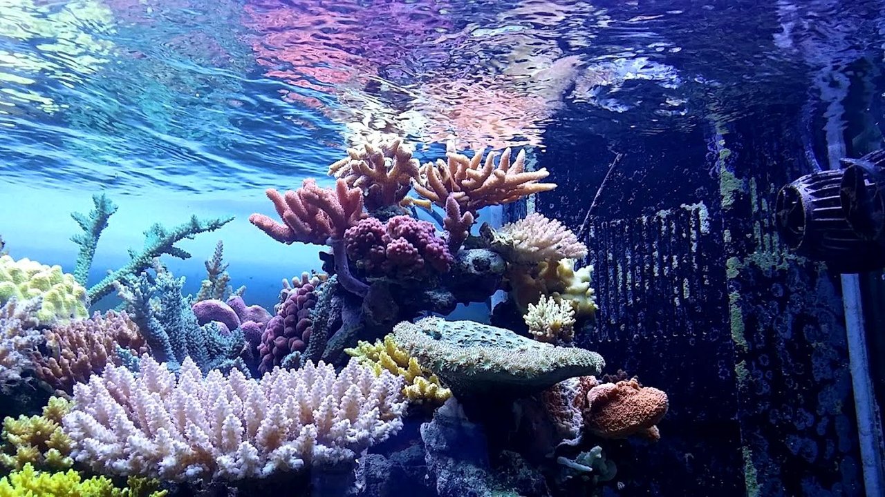 土壌中のバクテリアの存在により、花はミツバチにとってより魅力的になります