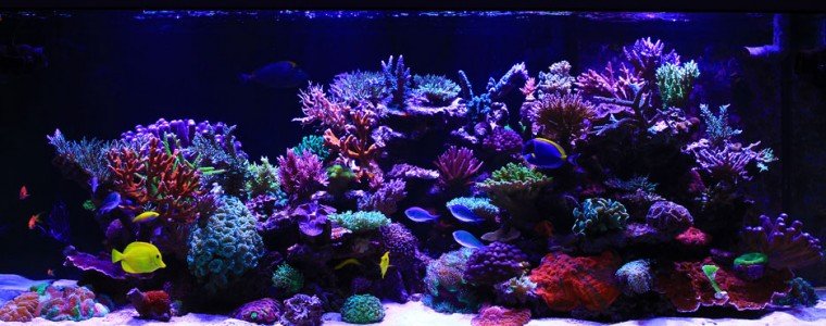 TOTM トニーさんの水槽を紹介Aqua Illumination Hydra 52