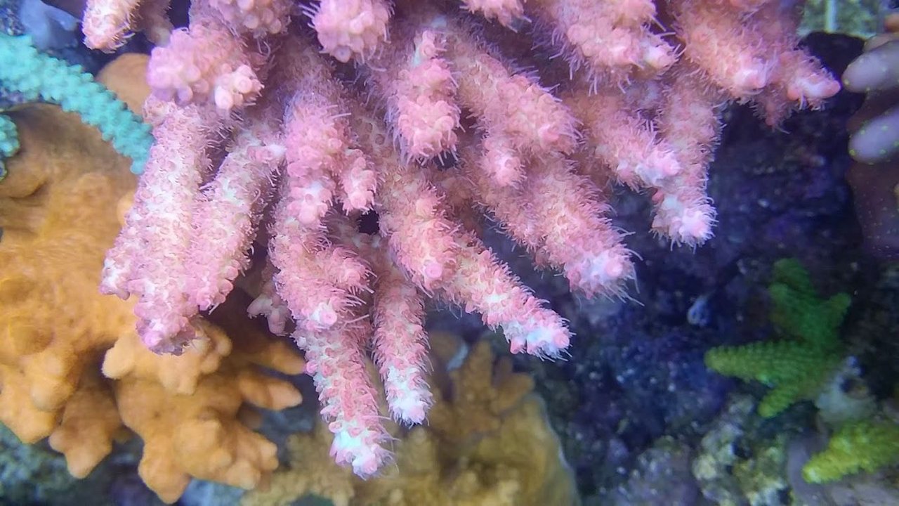 珊瑚　(1) OG1出陣ヽ(•̀ω•́ )ゝ : べっぴん珊瑚