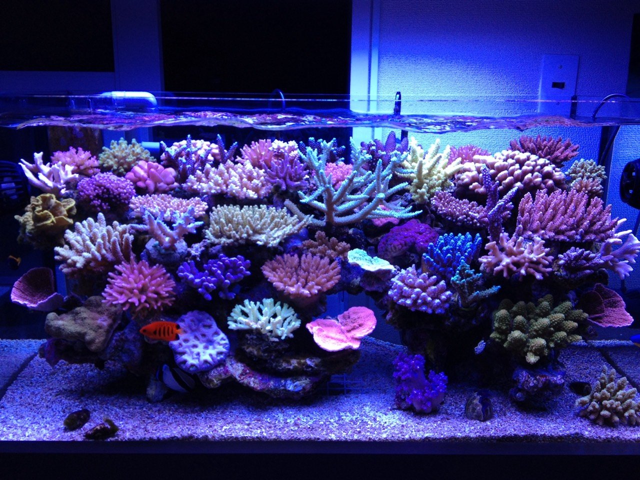 ベッピン珊瑚テスターさんの水槽 : べっぴん珊瑚