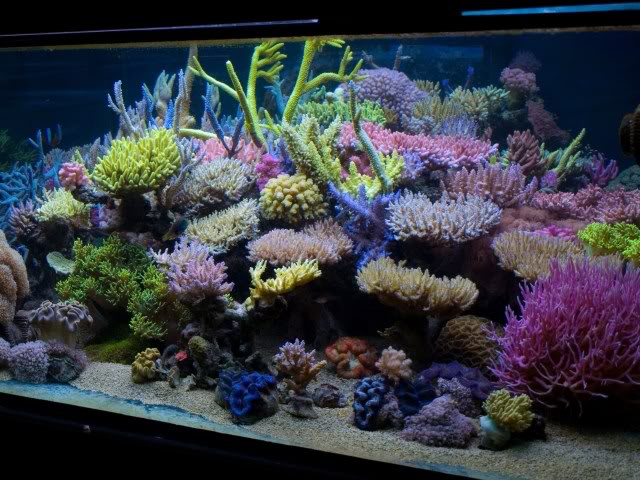 ZEOVIT と レイアウト : べっぴん珊瑚