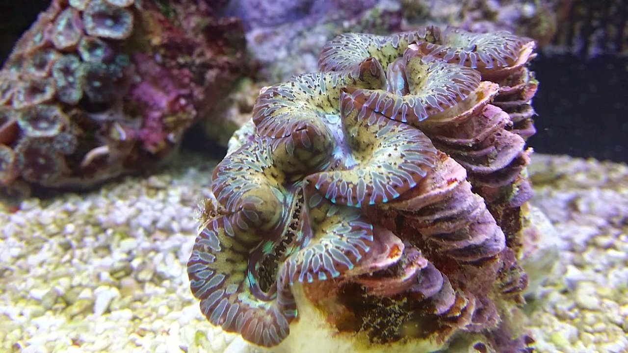 新種のシャコが来た！！その名もトガリシラナミ : べっぴん珊瑚
