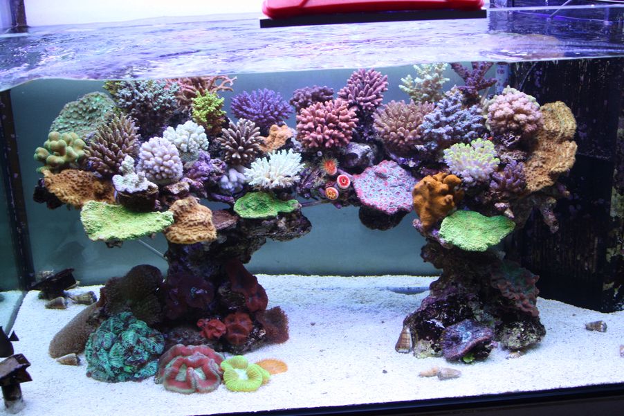 楽しい珊瑚飼育 ニュースリリース