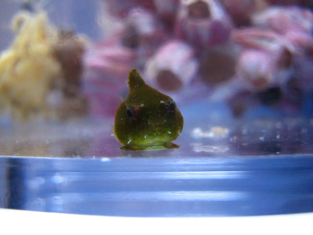 ダンゴウオとベトナムタツとチョウザメ ニュースリリース