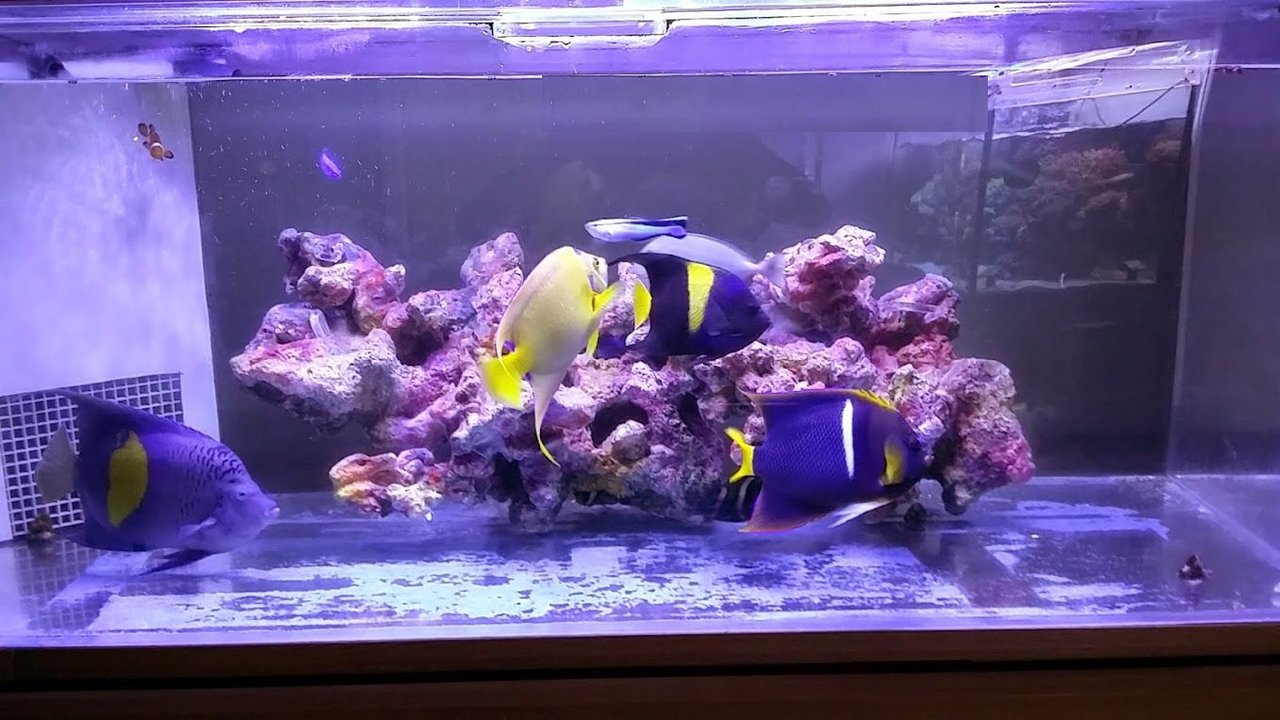 Frp擬岩と錦鯉と素敵なアクアキッチン ニュースリリース Frp擬岩と錦鯉と素敵なアクアキッチン ニュースリリース