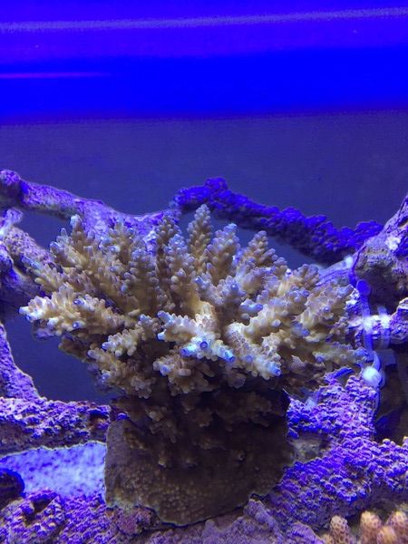 OG-1の効果 : べっぴん珊瑚