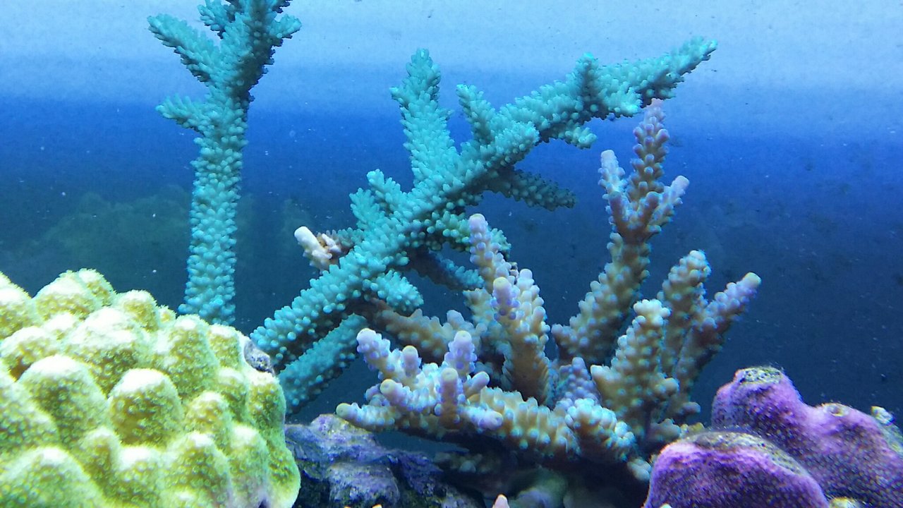 OG1出陣ヽ(•̀ω•́ )ゝ : べっぴん珊瑚