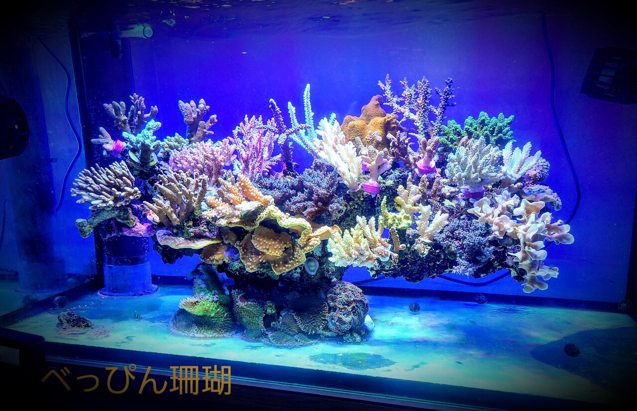 MICMOL Air PRO600 ミクモル 水槽用LED 海水魚 サンゴ MICMOL Air PRO600 ミクモル 水槽用LED 海水魚 サンゴ Micmol air pro