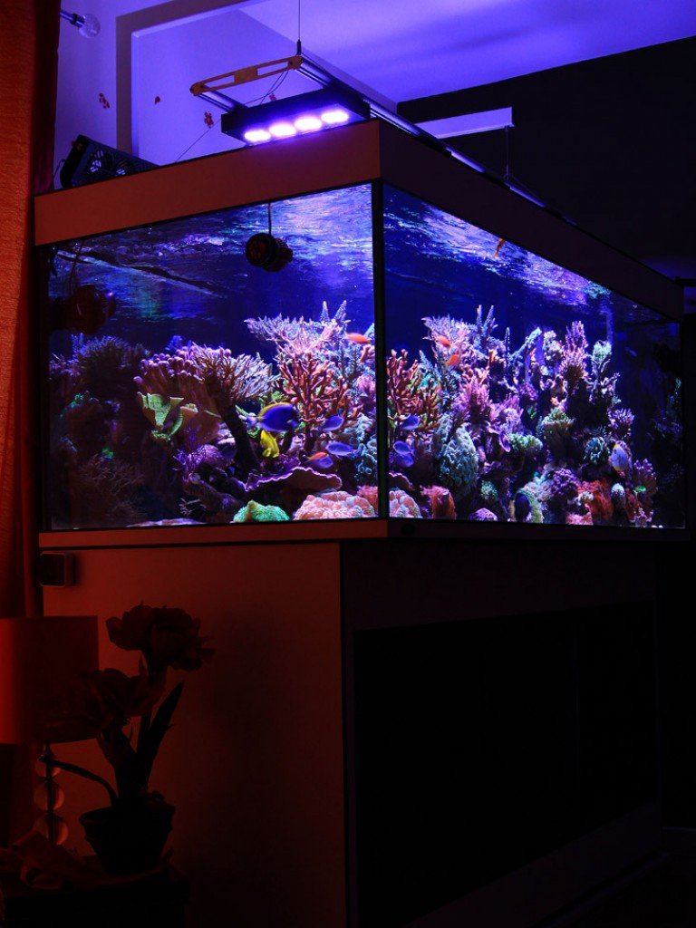 TOTM トニーさんの水槽を紹介Aqua Illumination Hydra 52