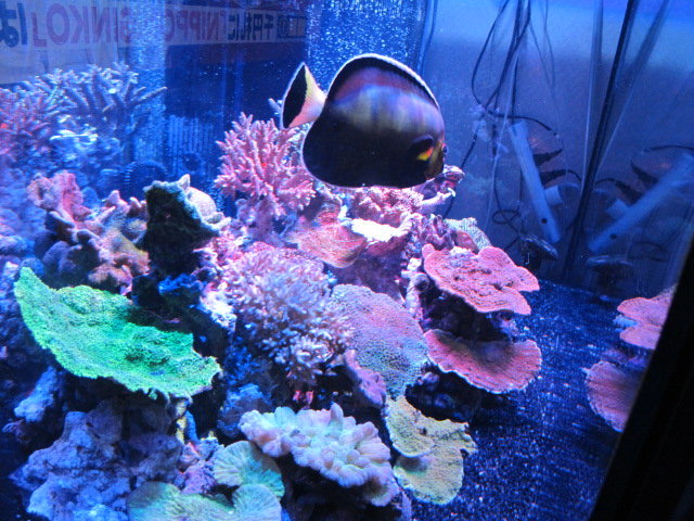 【5台まとめて】エムズワン製メタハラ【海水魚水槽・爬虫類・サンゴ飼育用メタハラ】 メタハラ特集|チャーム