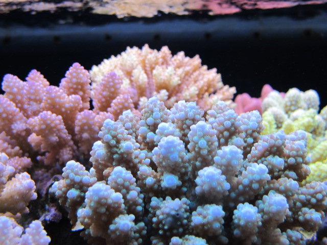 ZEOVIT と レイアウト : べっぴん珊瑚