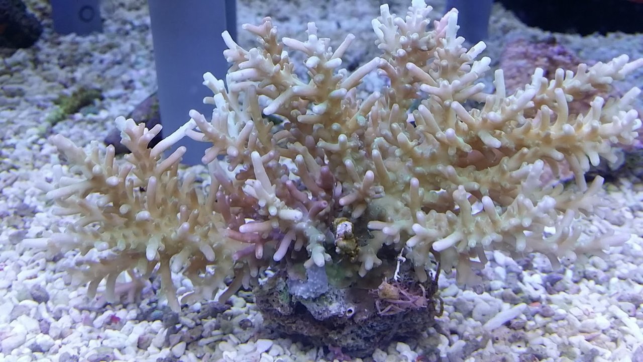 アクアギフト！レッドドラゴン現れる！？ : べっぴん珊瑚