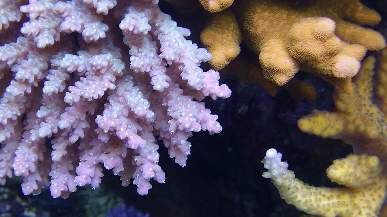 ニュースリリース