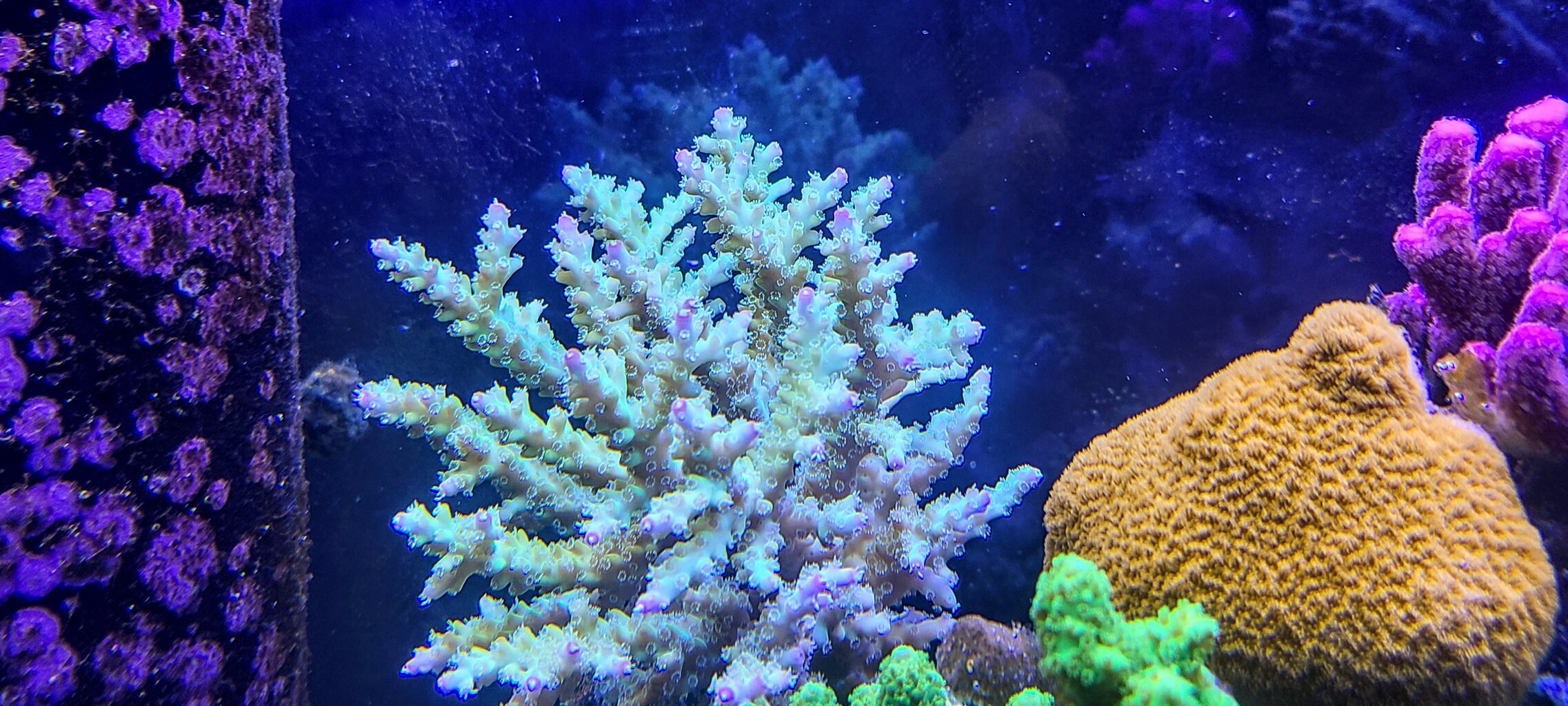 サンゴ LEDライト　MICMOL Air Pro 600 NO2 サンゴ LEDライト MICMOL Air Pro 600 NO2 MICMOL AIR PRO : べっぴん珊瑚