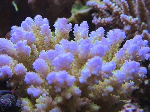 アメリカで話題のピンクフロイド ピカチュー ニュースリリース