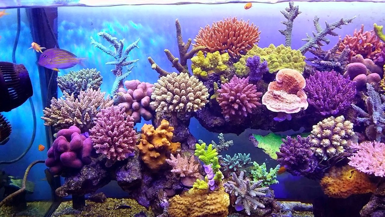 レッツ 珊瑚 ニュースリリース