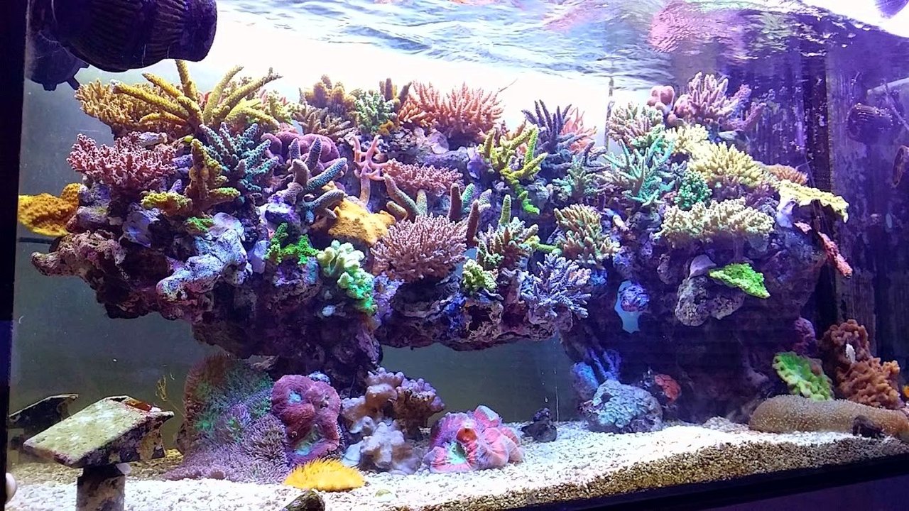 サンゴ飼育 ニュースリリース