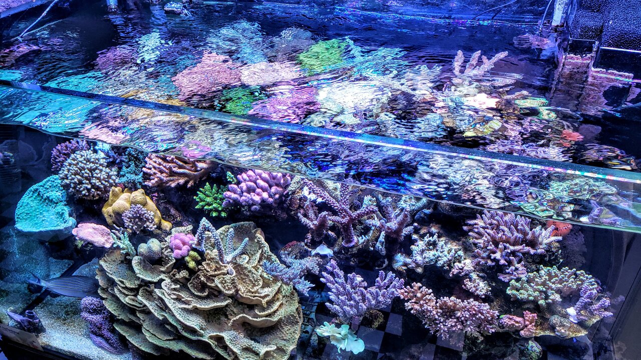 海外のレイアウトの作り方 : べっぴん珊瑚