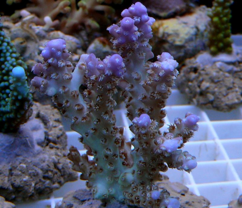 【オーストラリア産】ミドリイシ“エチナタ”【フルブルー】 海外へ流れた美しいバリ・ブリードを紹介 : べっぴん珊瑚