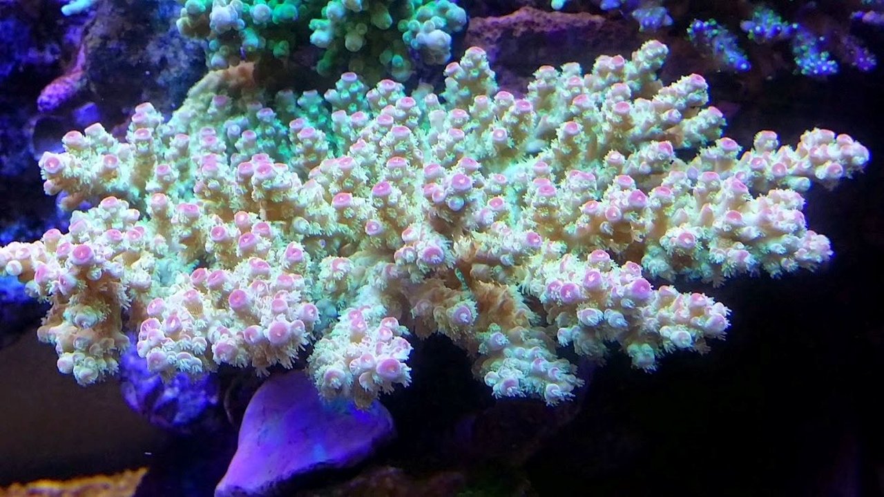 白珊瑚 555g 天然石販売 名取貴石 天然石原石鉱物結晶