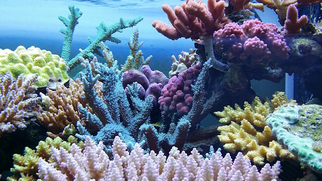 OG1出陣ヽ(•̀ω•́ )ゝ : べっぴん珊瑚