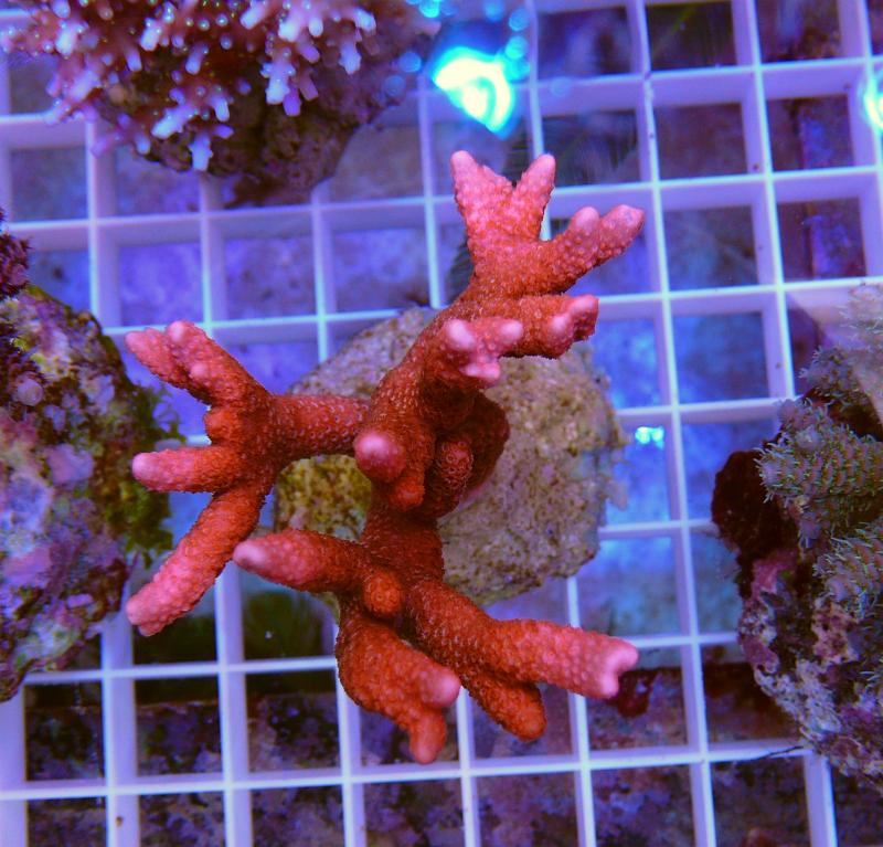 【オーストラリア産】ミドリイシ“エチナタ”【フルブルー】 海外へ流れた美しいバリ・ブリードを紹介 : べっぴん珊瑚