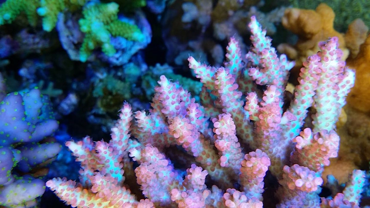 【aquashop35】オージーストロベリーショートケーキ(^-^) Coral Sea Japan オージー ストロベリーショートケーキ ミドリイシ H H左端