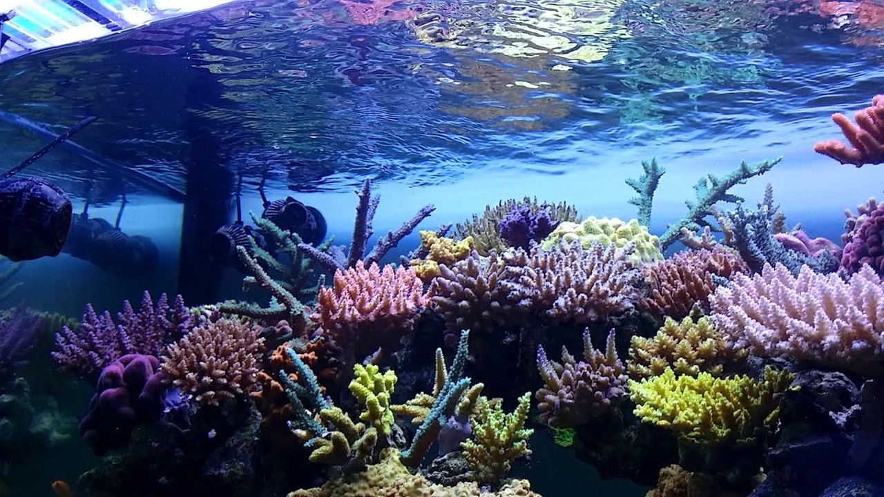 土壌中のバクテリアの存在により、花はミツバチにとってより魅力的になります