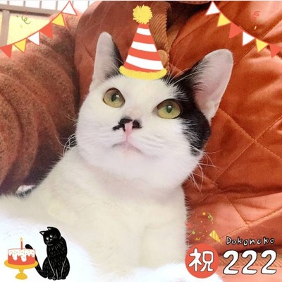 Screenshot_20220222-114404_Dokonoko