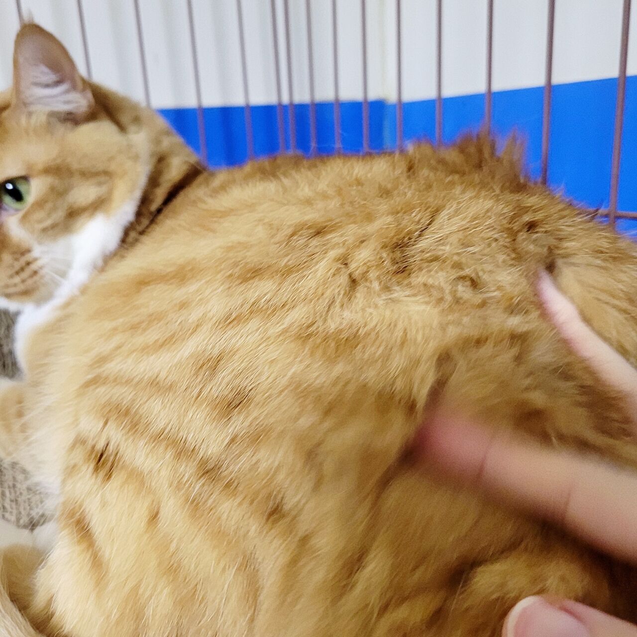 猫がお尻を向けるのは みにみゅう 猫の飼い主さん募集中