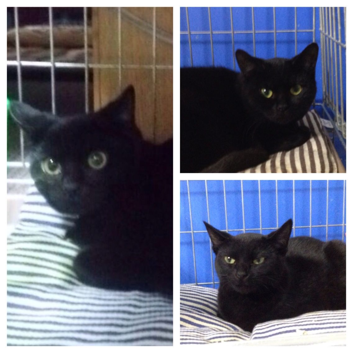 家族になりました みにみゅう 猫の飼い主さん募集中 家族になりました みにみゅう 猫の飼い主さん募集中