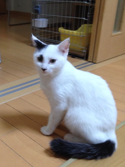 2014-11-04-17-38-09
