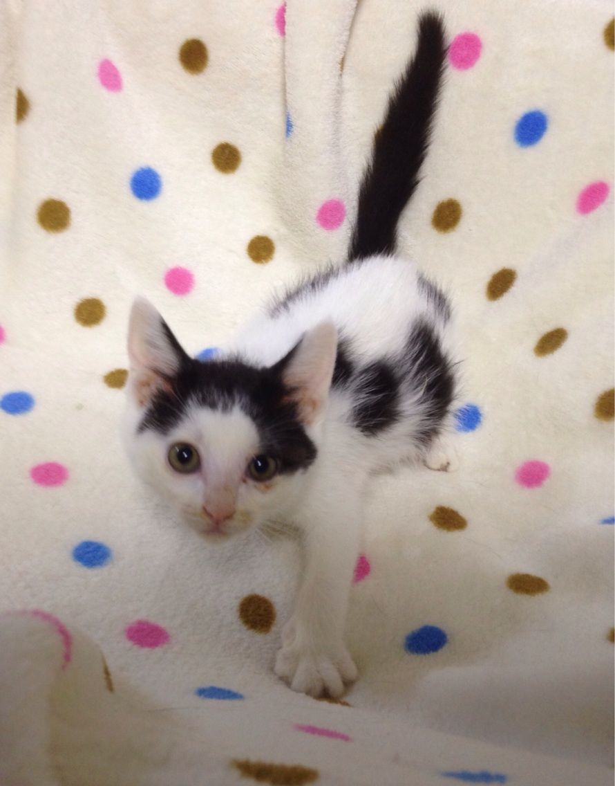里親募集中の猫たち みにみゅう 猫の飼い主さん募集中 里親募集中の猫たち みにみゅう 猫の飼い主さん募集中