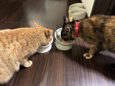 1768131133533