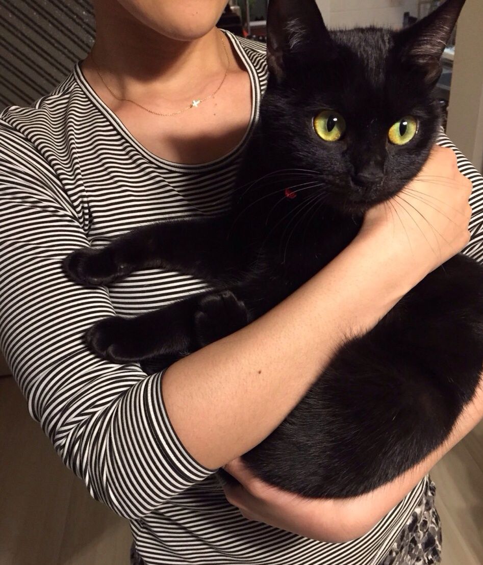 卒業生 黒猫祭り みにみゅう 猫の飼い主さん募集中