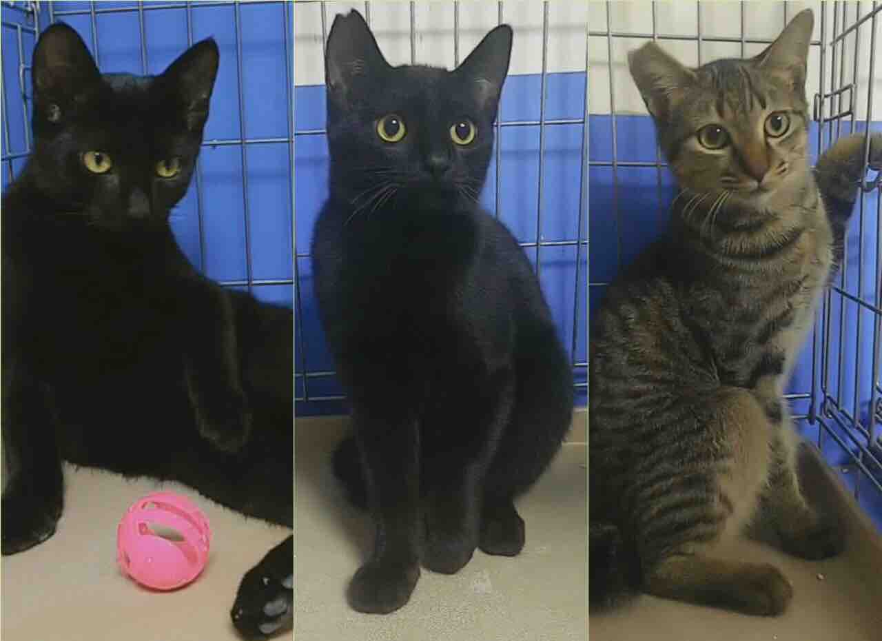 里親募集中の猫たち みにみゅう 猫の飼い主さん募集中 里親募集中の猫たち みにみゅう 猫の飼い主さん募集中