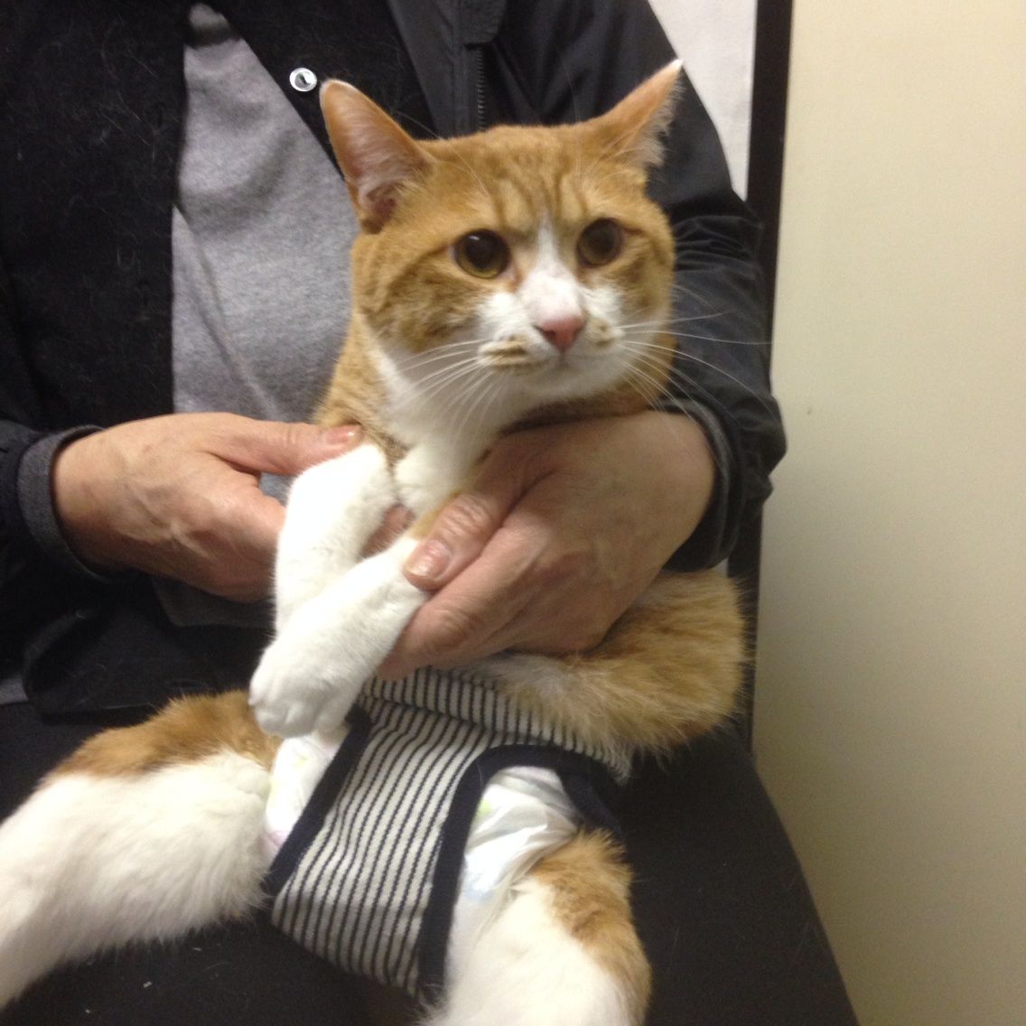 あゆみちゃん キターー みにみゅう 猫の飼い主さん募集中