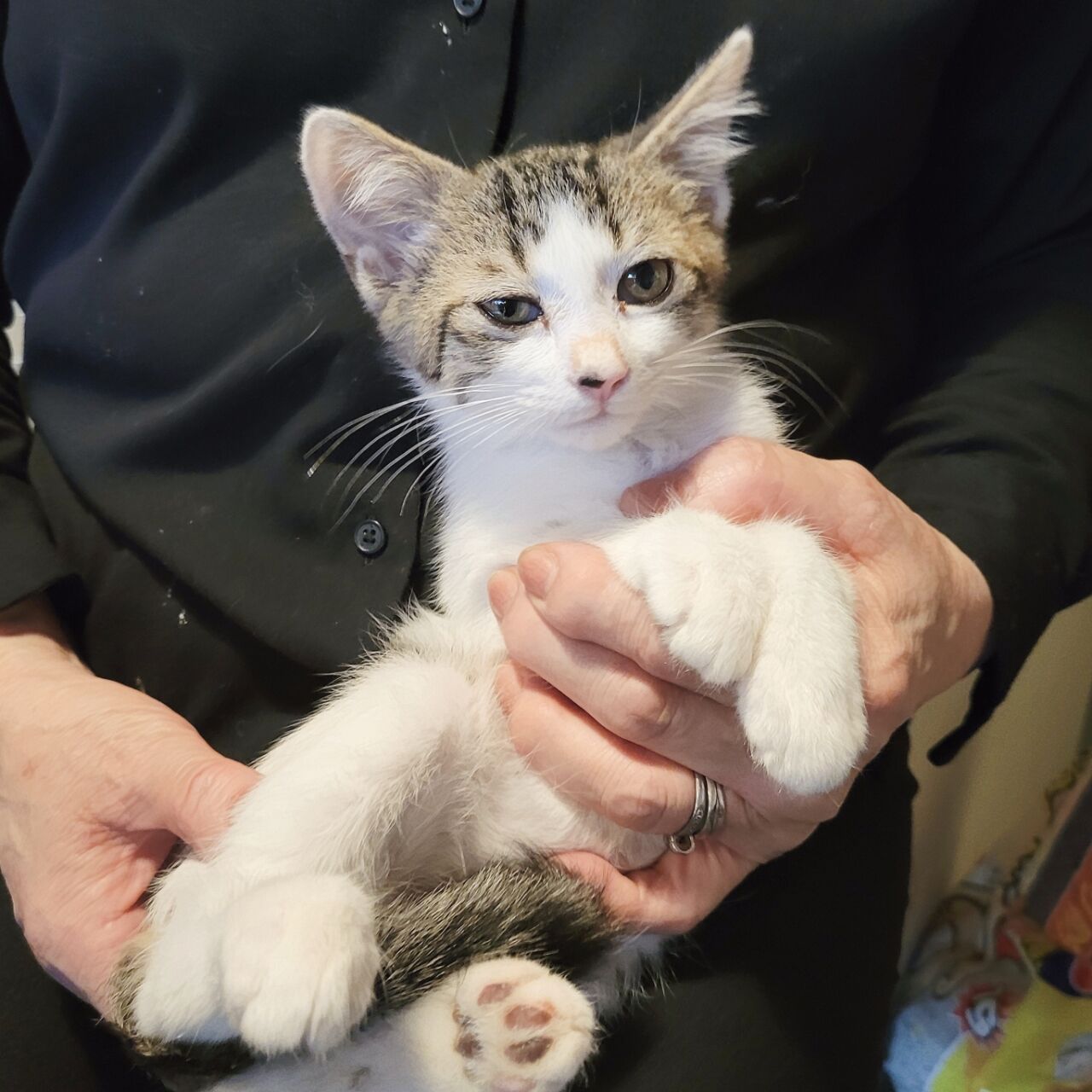 イケメン純くん みにみゅう 猫の飼い主さん募集中 イケメン純くん みにみゅう 猫の飼い主さん募集中