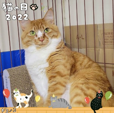 Screenshot_20220222-114434_Dokonoko