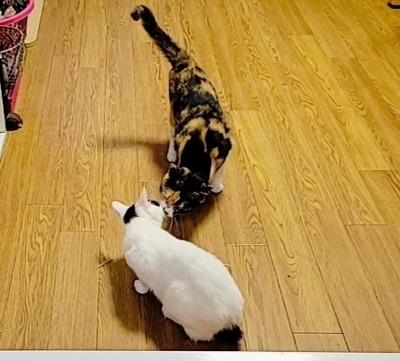 VideoCapture_20220904-100319