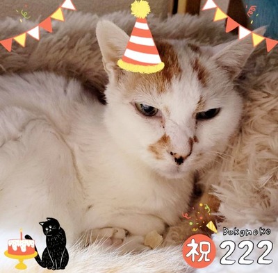 Screenshot_20220222-120340_Dokonoko