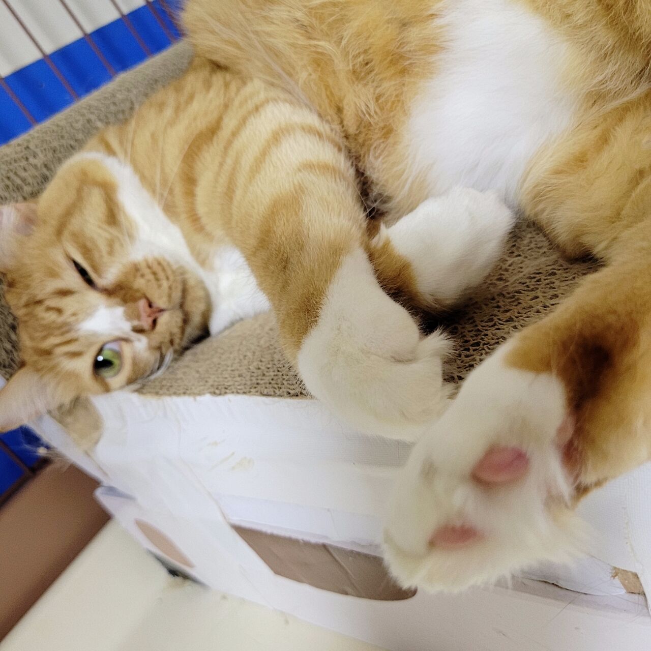 猫がお尻を向けるのは みにみゅう 猫の飼い主さん募集中