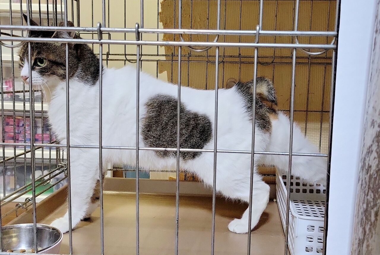 スリスリの意味 みにみゅう 猫の飼い主さん募集中