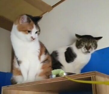 VideoCapture_20220523-222735