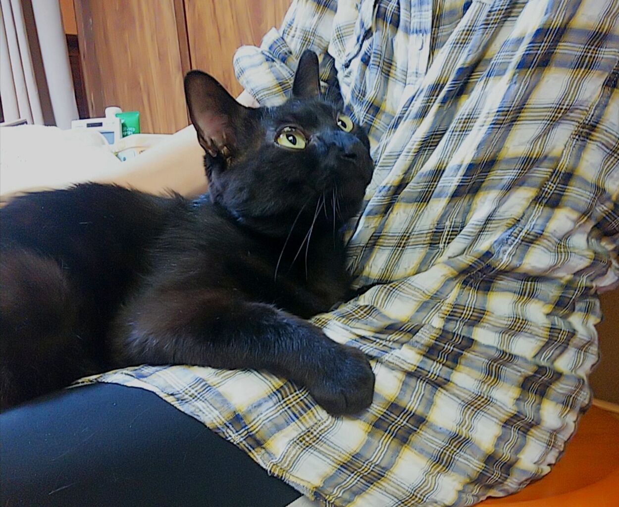 ノア君 の家猫レッスン みにみゅう 猫の飼い主さん募集中 ノア君 の家猫レッスン みにみゅう 猫の飼い主さん募集中
