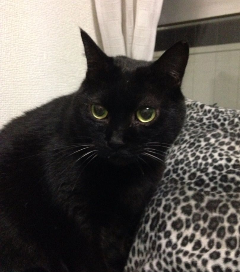 卒業生 黒猫祭り みにみゅう 猫の飼い主さん募集中 卒業生 黒猫祭り みにみゅう 猫の飼い主さん募集中